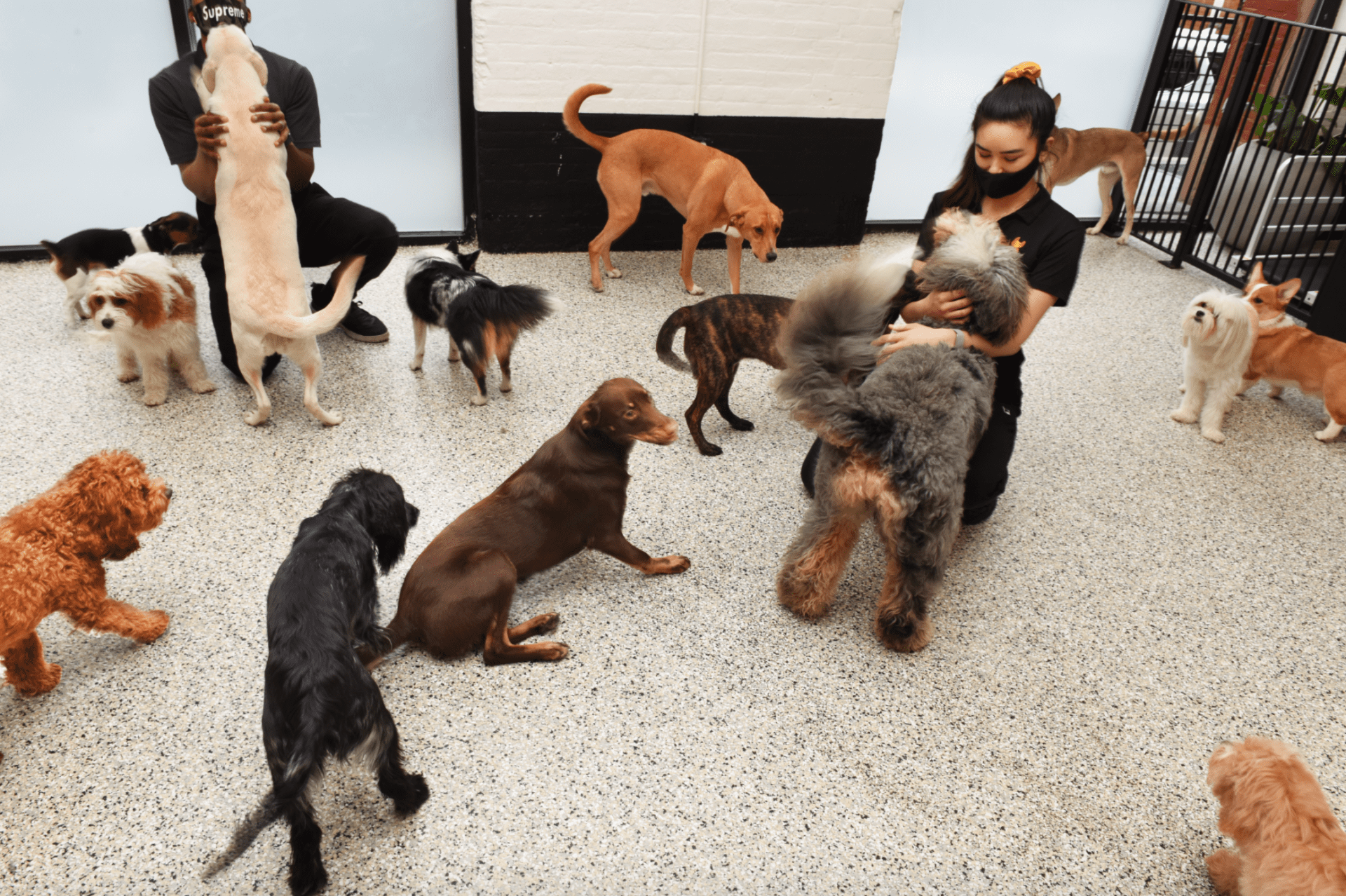 dumbo-doggy-daycare